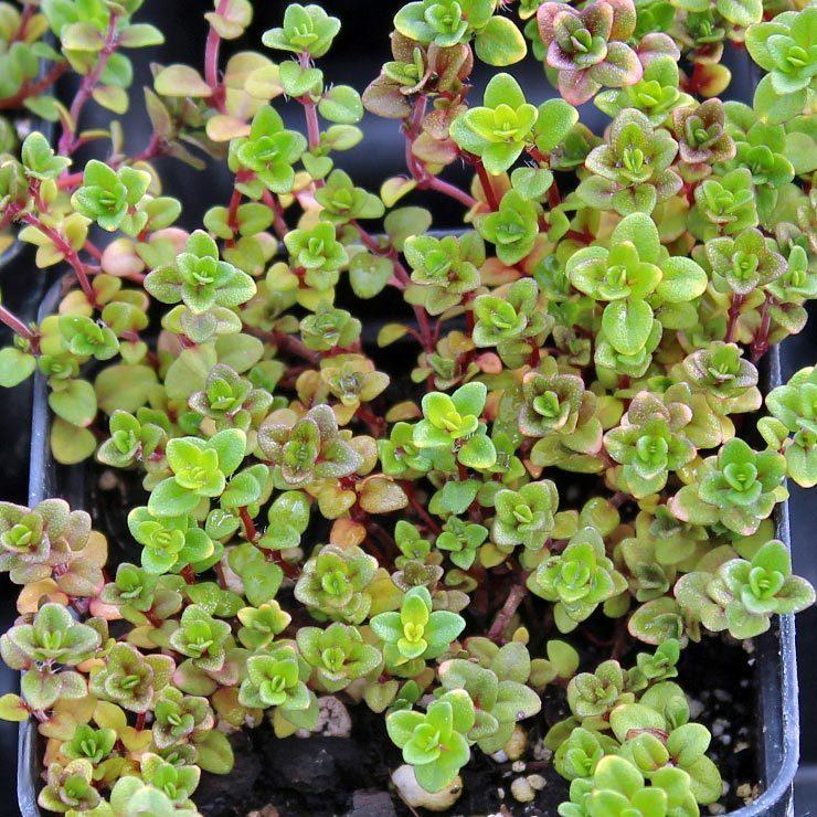 Photo of Creeping Thyme (Thymus 'Doone Valley') uploaded by Joy