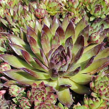 Photo of Hen and Chicks (Sempervivum 'Bronco') uploaded by Joy