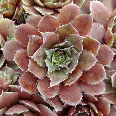 Photo of Hen and Chicks (Sempervivum 'Old Copper') uploaded by Joy