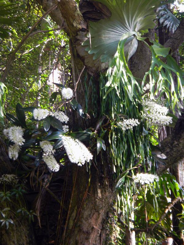 Photo of King Orchid (Dendrobium speciosum) uploaded by admin