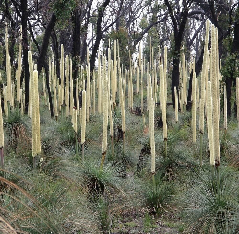 Photo of Xanthorrhoea glauca subsp. angustifolia uploaded by admin