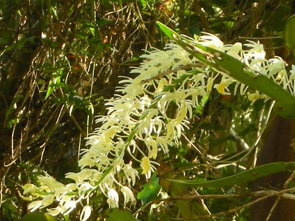 Photo of King Orchid (Dendrobium speciosum) uploaded by admin