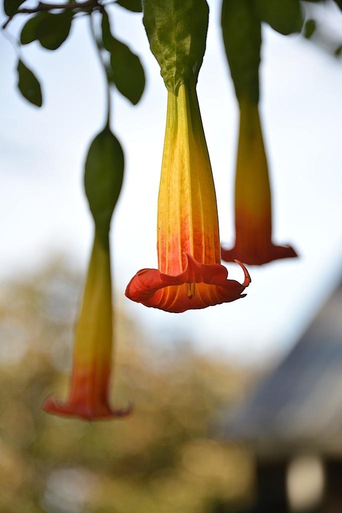 Photo of Red Angel Trumpet (Brugmansia sanguinea) uploaded by admin