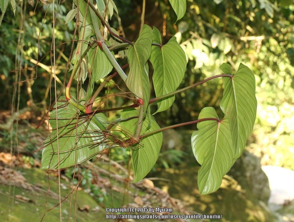 Photo of Philodendron ornatum uploaded by bonitin