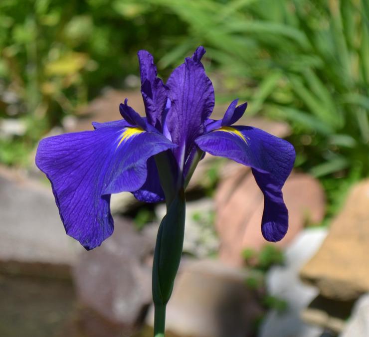 Photo of Japanese Iris (Iris ensata 'Bellender Blue') uploaded by brettbarney73