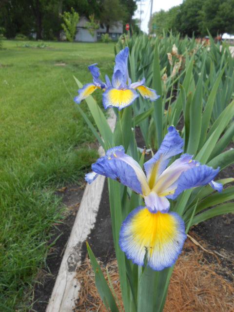 Photo of Spuria Iris (Iris 'Missouri Rainbows') uploaded by crowrita1