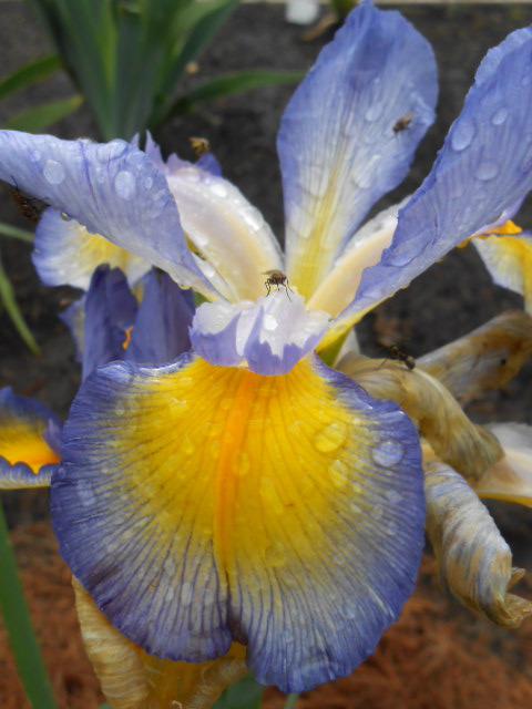 Photo of Spuria Iris (Iris 'Missouri Rainbows') uploaded by crowrita1