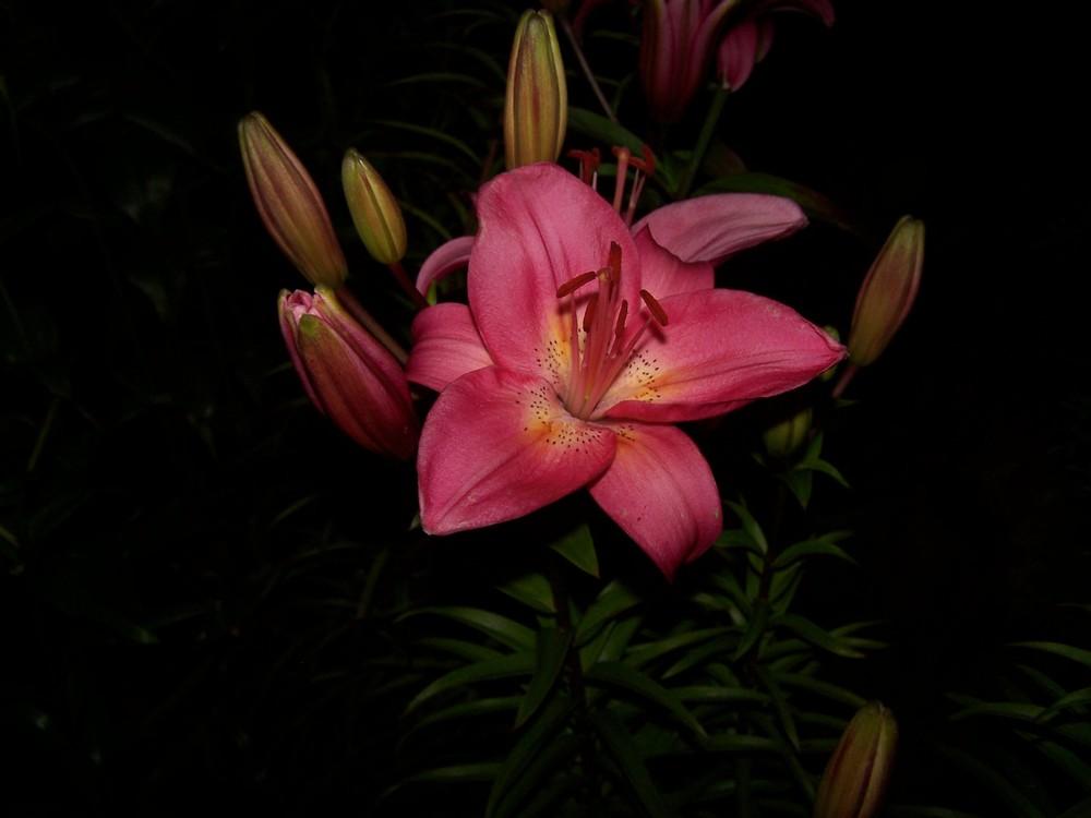 Photo of Lily (Lilium 'Italia') uploaded by jmorth