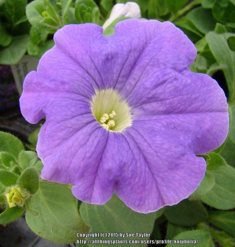 Photo of Multiflora Spreading/Trailing Petunia (Petunia Surfinia® Sky Blue) uploaded by kniphofia