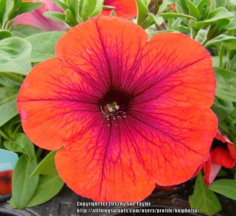 Photo of Multiflora Spreading/Trailing Petunia (Petunia Glow™ Forest Fire) uploaded by kniphofia