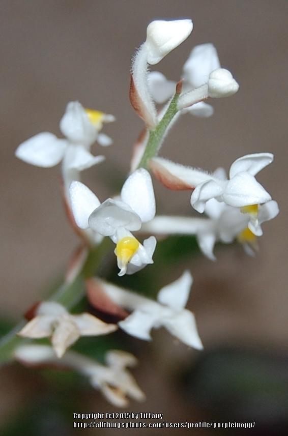 Photo of Jewel Orchid (Ludisia discolor) uploaded by purpleinopp