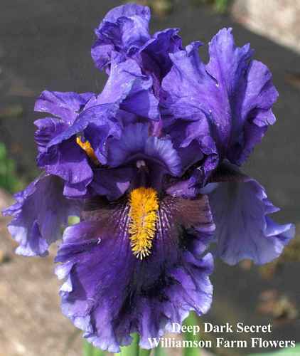Photo of Tall Bearded Iris (Iris 'Deep Dark Secret') uploaded by Calif_Sue