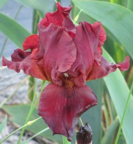 Photo of Tall Bearded Iris (Iris 'Deep Fire') uploaded by Calif_Sue