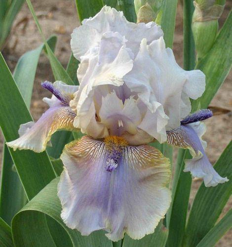 Photo of Tall Bearded Iris (Iris 'Devil David') uploaded by Calif_Sue