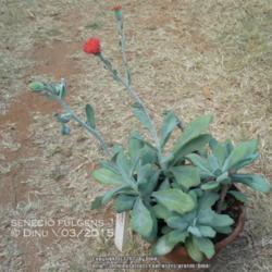 Location: Mysore, India
Date: 2015-03-02
I repotted the old plant for the first time in many years.  It ha