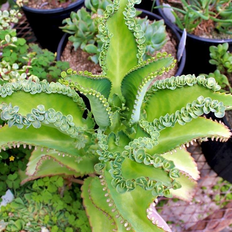 Photo of Mother of Millions (Kalanchoe laetivirens) uploaded by Joy