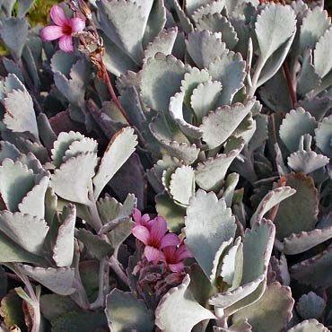 Photo of Flower Dust Plant (Kalanchoe pumila) uploaded by Joy