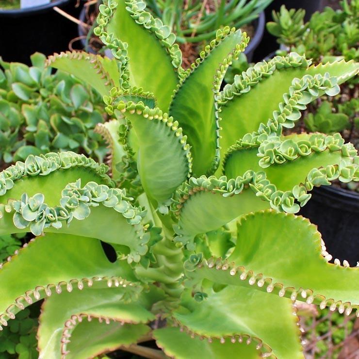 Photo of Mother of Millions (Kalanchoe laetivirens) uploaded by Joy