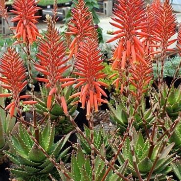 Photo of Aloes (Aloe) uploaded by Joy