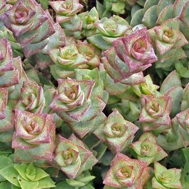 Photo of String of Buttons (Crassula perforata) uploaded by Joy