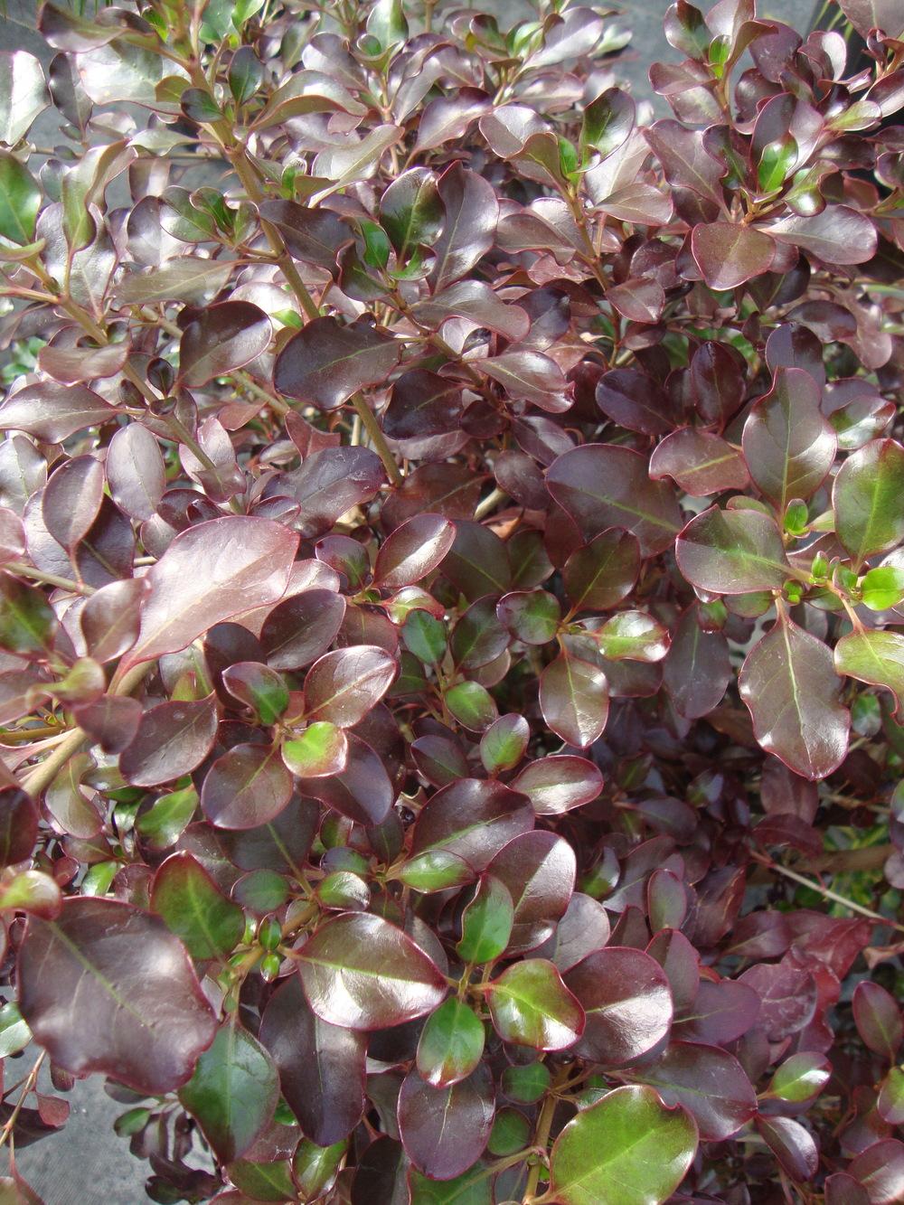 Photo of Coprosma repens 'Plum Hussey' uploaded by Paul2032