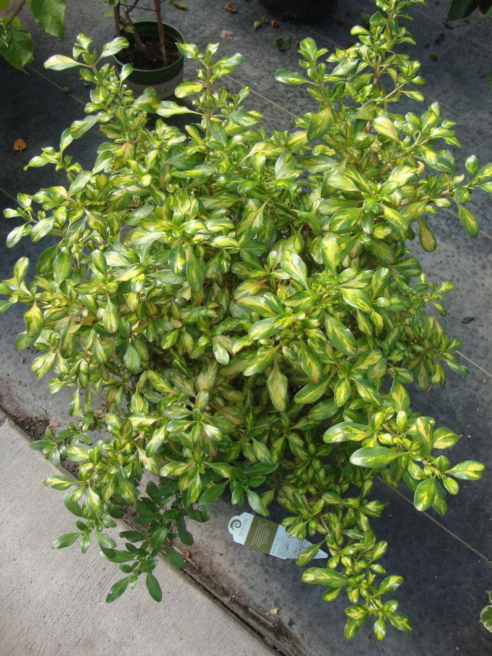 Photo of Mirror Bush (Coprosma repens 'Lemon and Lime') uploaded by Paul2032