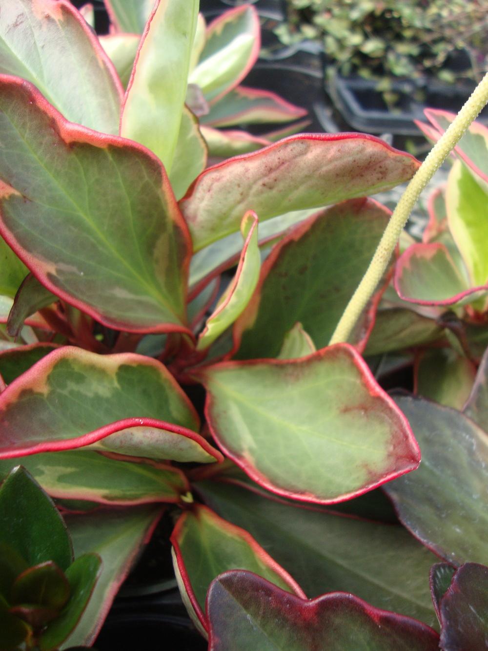 Photo of Red Edge Peperomia (Peperomia tricolor) uploaded by Paul2032