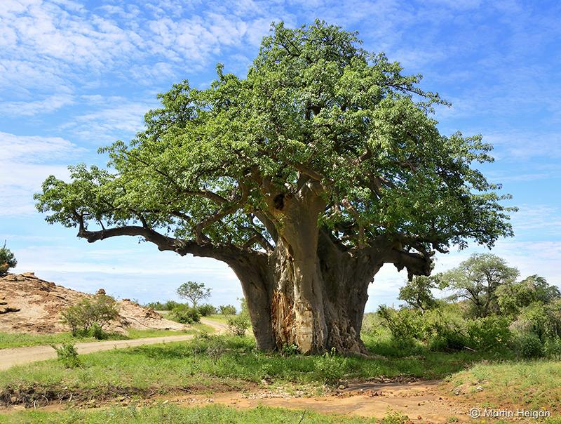 Photo of Baobab (Adansonia digitata) uploaded by admin