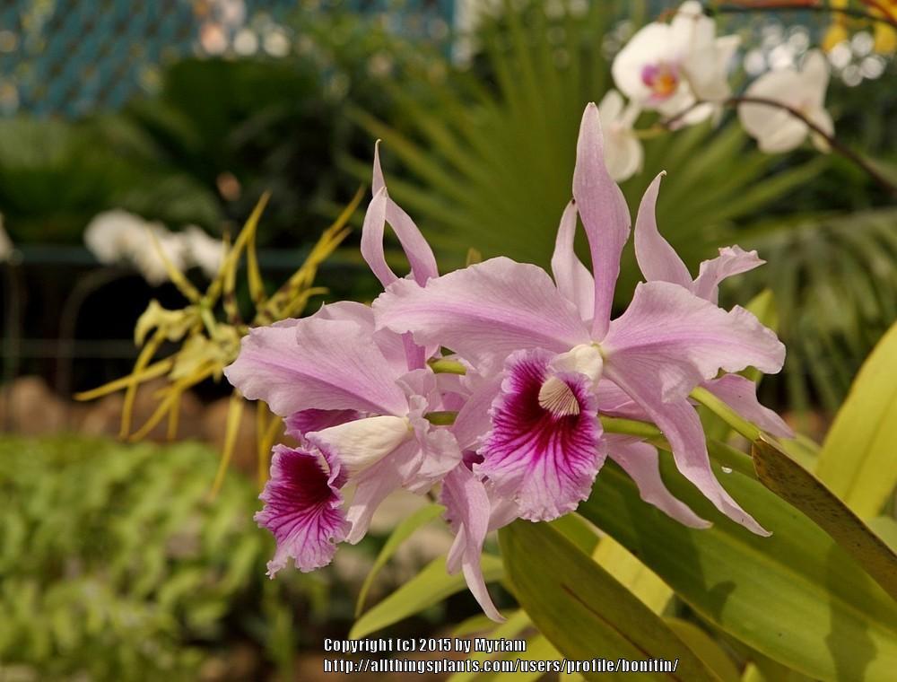 Photo of Orchid (Cattleya) uploaded by bonitin