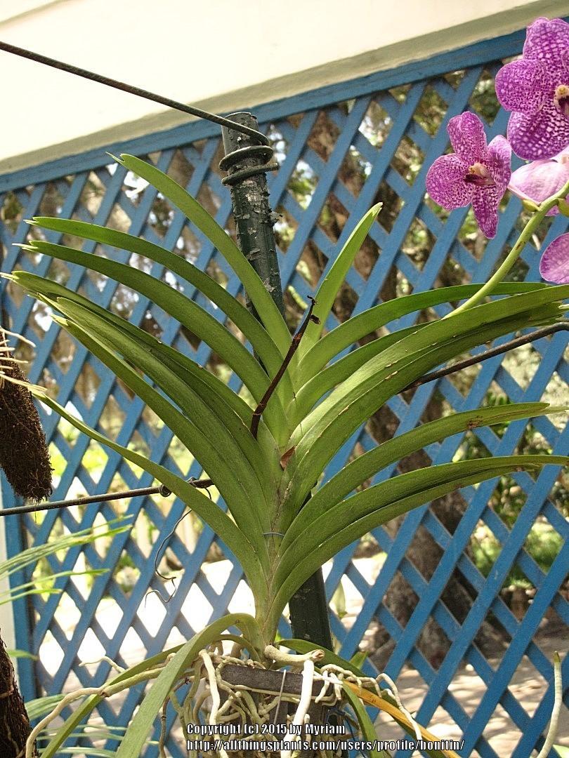 Photo of Blue Orchid (Vanda coerulea) uploaded by bonitin