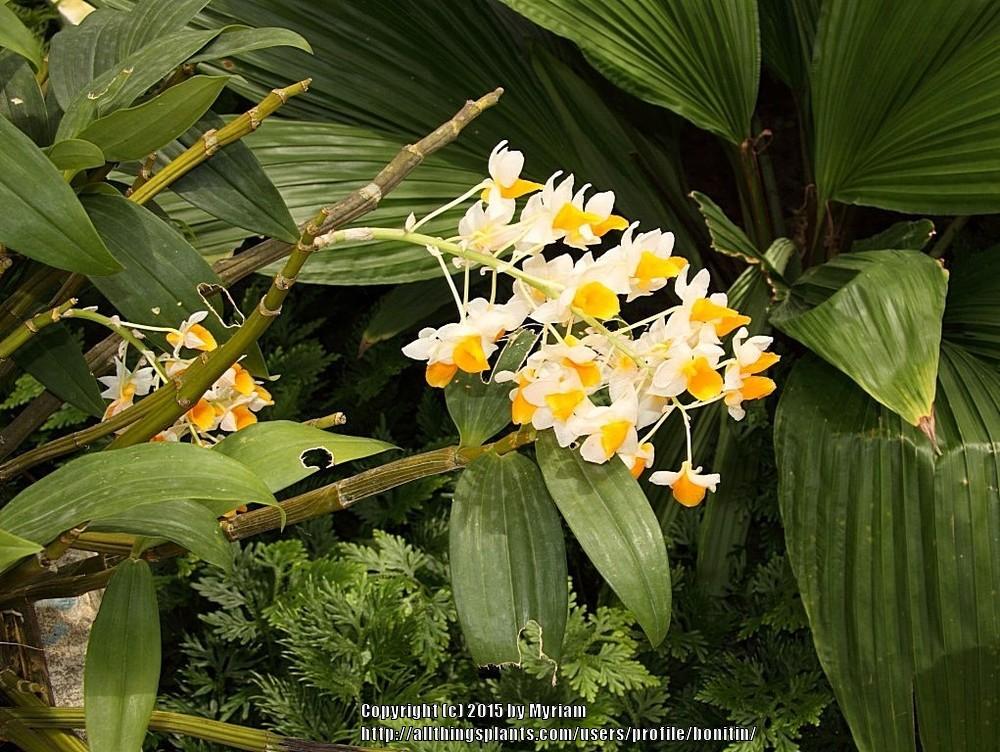 Photo of Orchid (Dendrobium thyrsiflorum) uploaded by bonitin