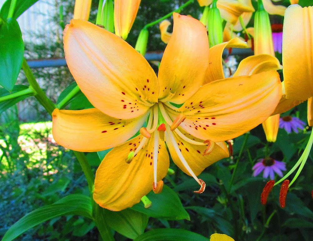 Photo of Lily (Lilium 'Pendant Peach') uploaded by jmorth