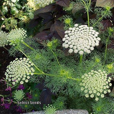 Photo of False Queen Anne's Lace (Visnaga daucoides 'Green Mist') uploaded by Joy