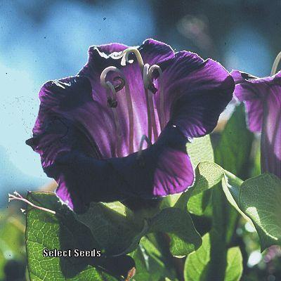 Photo of Cup and Saucer Vine (Cobaea scandens) uploaded by Joy