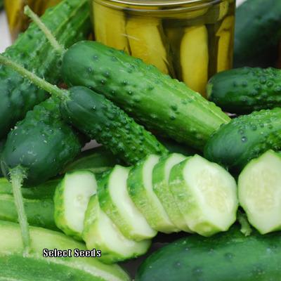Photo of Cucumber (Cucumis sativus 'Early Fortune') uploaded by Joy
