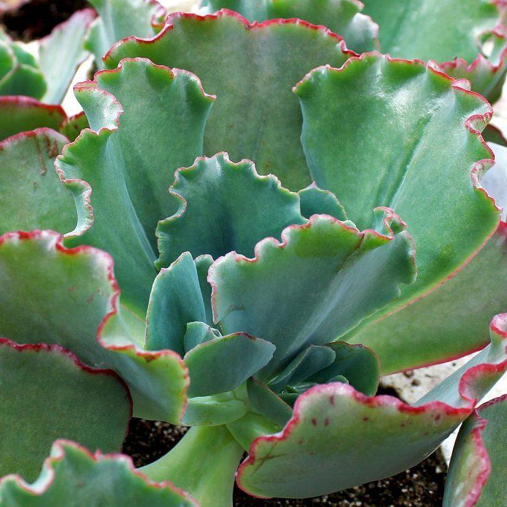 Photo of Echeveria 'Fire and Ice' uploaded by Joy