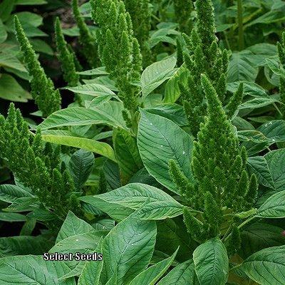 Photo of Prince's Feather (Amaranthus hypochondriacus 'Green Thumb') uploaded by Joy