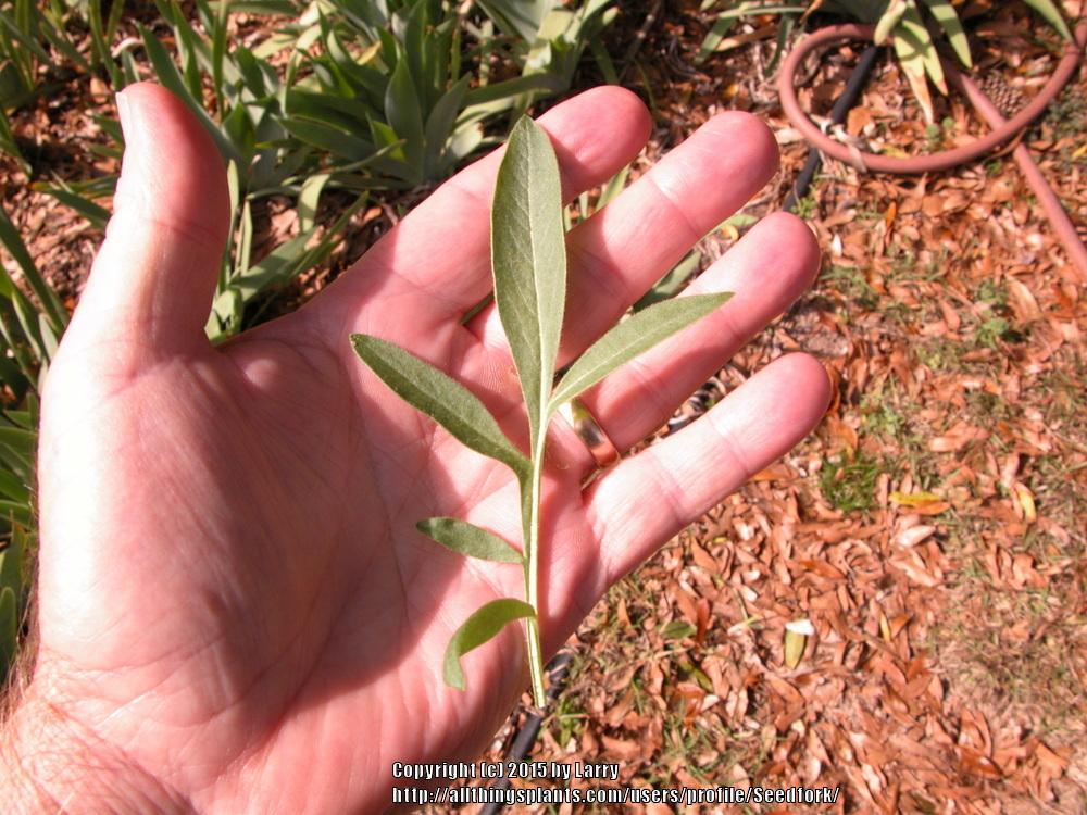Photo of Lanceleaf Coreopsis (Coreopsis lanceolata) uploaded by Seedfork