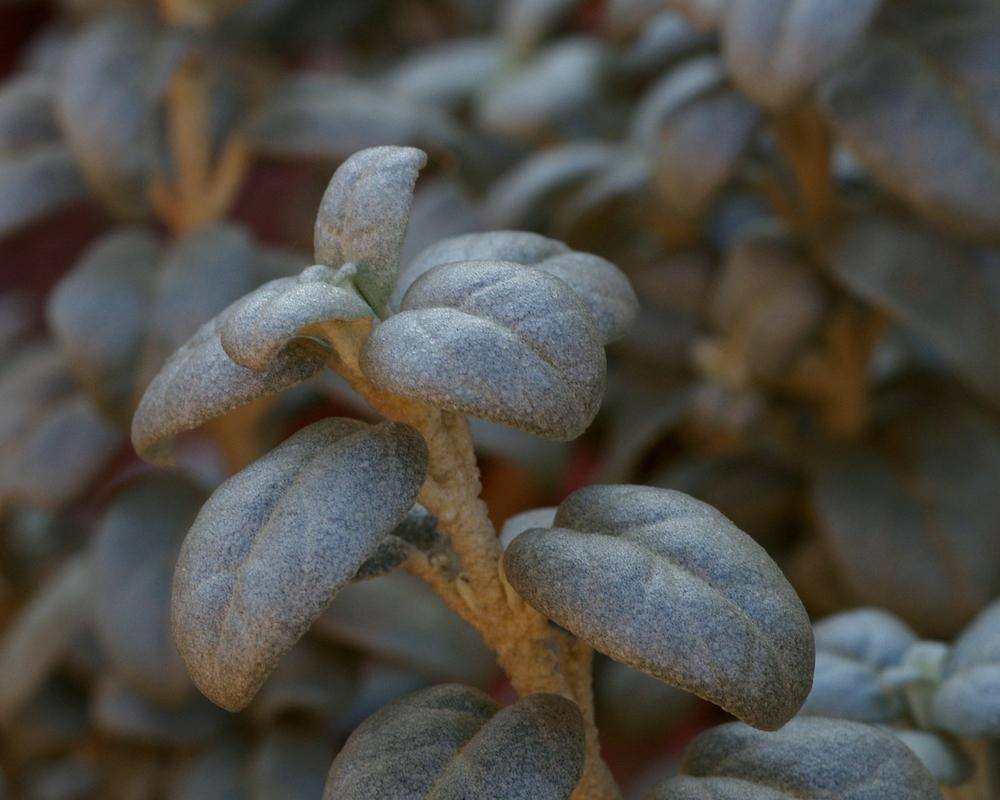 Photo of Roundleaf Buffaloberry (Shepherdia rotundifolia) uploaded by dirtdorphins