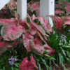 Fireworks Caladiums - A Classic Caladiums introduction. Used with
