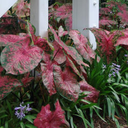 
Date: 2014
Fireworks Caladiums - A Classic Caladiums introduction. Used with