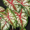 Celebration Caladiums - 2013 release from Classic Caladiums. Used