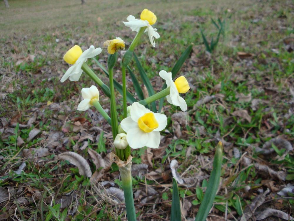 Photo of Daffodil (Narcissus 'Geranium') uploaded by flaflwrgrl