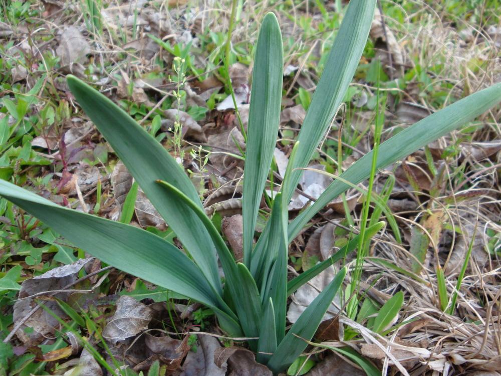 Photo of Daffodil (Narcissus 'Geranium') uploaded by flaflwrgrl