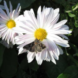 Location: central Illinois
Date: 10-21-12
Louper Moth