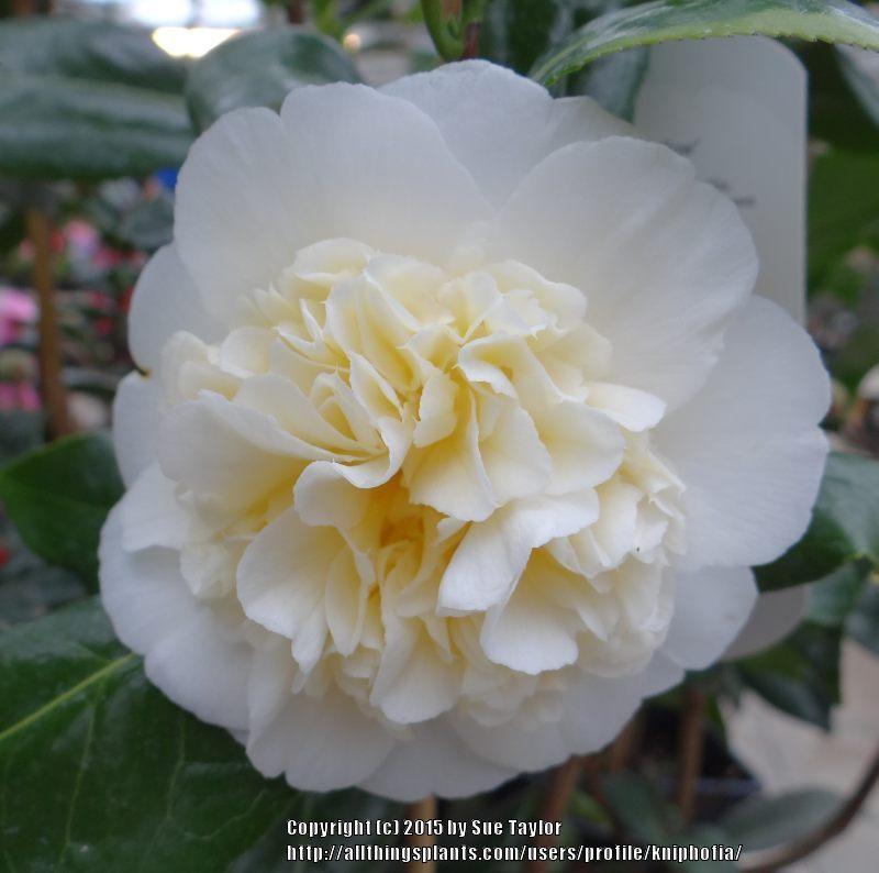 Photo of Hybrid Camellia (Camellia 'Jury's Yellow') uploaded by kniphofia