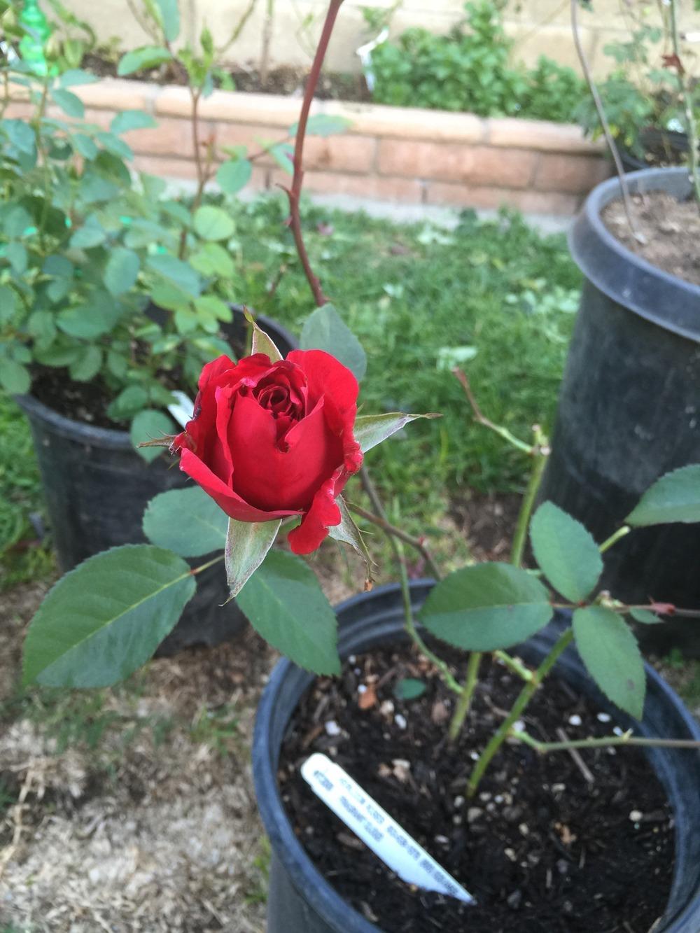 Photo of Rose (Rosa 'Fragrant Cloud') uploaded by mattmackay22