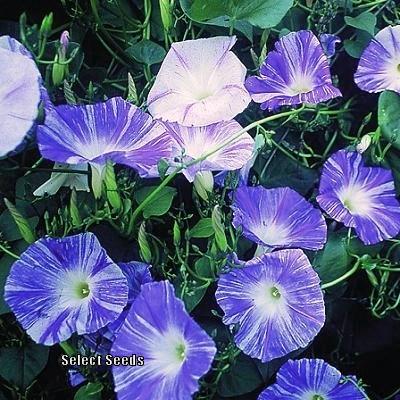 Photo of Morning Glory (Ipomoea tricolor 'Flying Saucers') uploaded by Joy