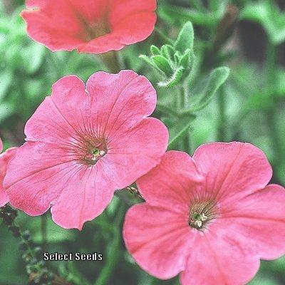Photo of Petunia 'Fire Chief' uploaded by Joy