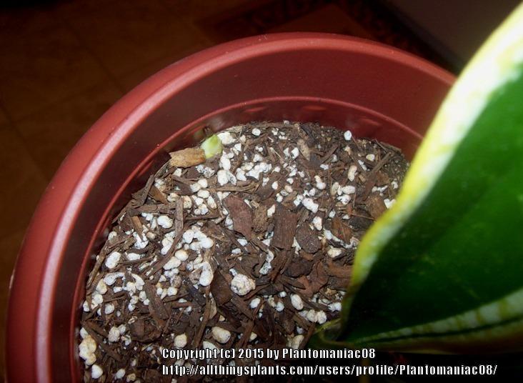 Photo of Snake Plant (Dracaena trifasciata 'Black Gold') uploaded by Plantomaniac08
